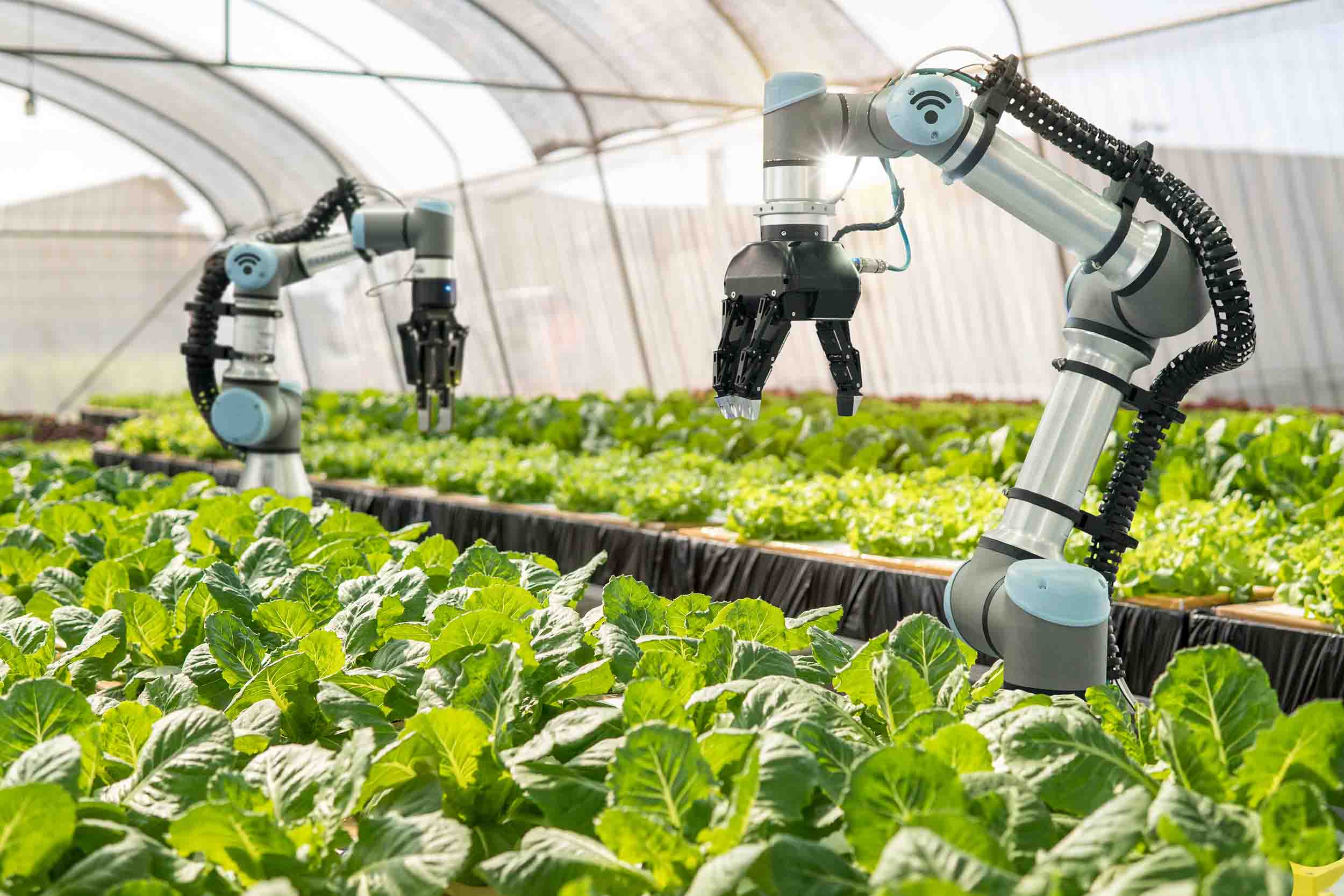 Smart robotic farmers in a vegetable farm