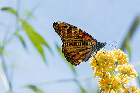 Bild kunde inte laddas in