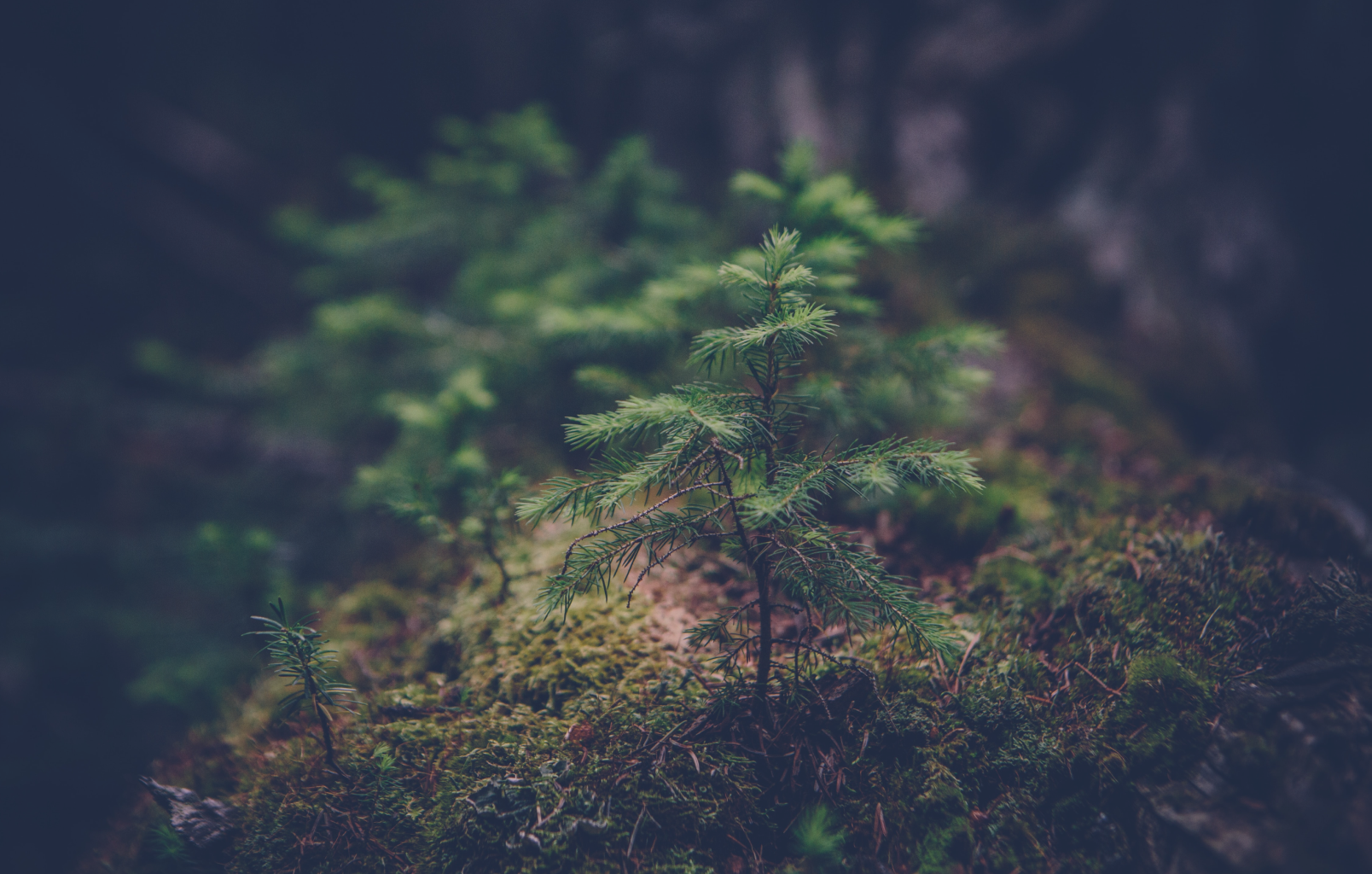 Bild kunde inte laddas in